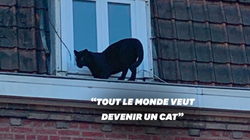 Une panthère noire délogée du toit d’un immeuble à Armentières dans le