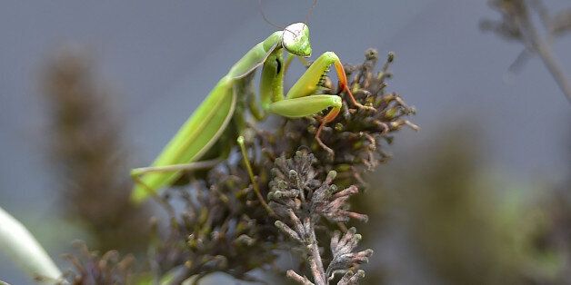 A picture taken on September 29, 2017 shows praying mantis at the Varieties Study Sector (Secteur d'Etude des Varietes - SEV) of the Group of Study and control of varieties and seeds (Groupe d'Etude et de controle des Varietes Et des Semences - Geves) in Brion, western France. In Anjou, hundreds of seeds candidate for germination have been controlled for 30 years in all seams, from the DNA to the pericarp (envelope), before obtaining the right to spread throughout Europe. Behind the discrete walls of glass and concrete of the GEVES (Study and Control Group of varieties and seeds), in the suburbs of Angers, the seeds pass numerous tests. / AFP PHOTO / LOIC VENANCE (Photo credit should read LOIC VENANCE/AFP/Getty Images)