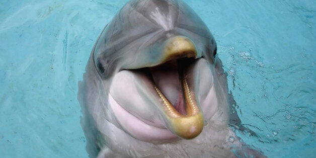 Happy dolphin