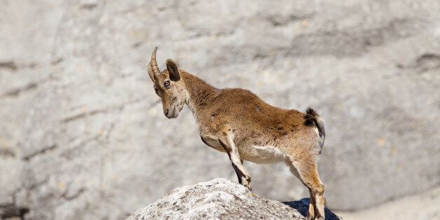 Spanish Ibex (Capra pyrenaica) stood upright with head bowed, on a rock, against a blurred natural background, Andalucia, Spain