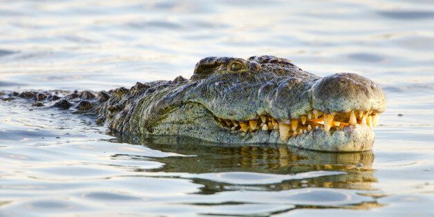 Nile Crocodile. Kruger National Park. South Africa.