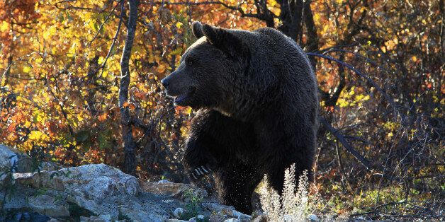 A bear prepares for hibernation at the Four Paws Bear Sanctuary in Pristina, November 10, 2017. REUTERS/Hazir Reka