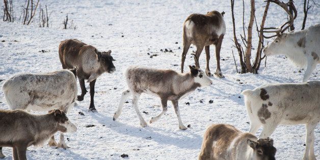Reindeer are pictured in Kautokeino, a town in Finnmark county, located in the northeastern part of Norway, on March 16, 2017.It's the 'reindeer police' in Norwegian Lapland, the only force of its kind in the world. Their job is to prevent conflicts between herders and ensure the Far North doesn't turn into the Wild West. / AFP PHOTO / Jonathan NACKSTRAND (Photo credit should read JONATHAN NACKSTRAND/AFP/Getty Images)