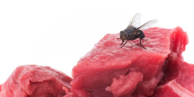 A housefly on a piece of raw meat - white background