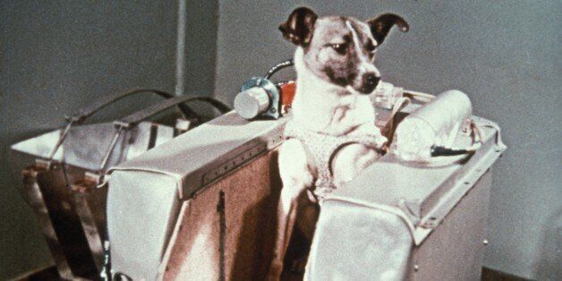 Laika, the first dog in space, in the sputnik 2 capsule. (Photo by: Sovfoto/UIG via Getty Images)
