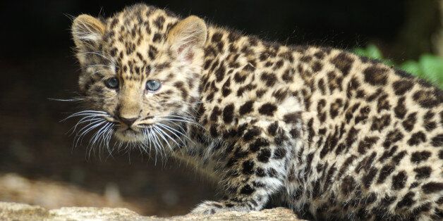 WINCHESTER, UNITED KINGDOM - SEPTEMBER 01: Amur leopard cubs pictured enjoying their day at Marwell Zoo on September 1, 2016 in Winchester, England.THESE leopard cubs are only nine weeks old but already a media sensation. Two Amur leopard cubs made their first public appearance at Marwell zoo near Winchester this morning. The creatures are amongst the most endangered big cats in the world and these two young boys are part of a programme to protect the leopard's future.PHOTOGRAPH BY Carolyn Dunford / Barcroft ImagesLondon-T:+44 207 033 1031 E:hello@barcroftmedia.com -New York-T:+1 212 796 2458 E:hello@barcroftusa.com -New Delhi-T:+91 11 4053 2429 E:hello@barcroftindia.com www.barcroftmedia.com (Photo credit should read Carolyn Dunford /Barcroft Images / Barcroft Media via Getty Images)