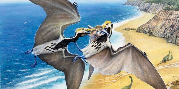 UNSPECIFIED - FEBRUARY 23: Two Pterosaurs (Pterosauria) with a prey, Triassic-Cretaceous. Illustration. (Photo by DeAgostini/Getty Images)