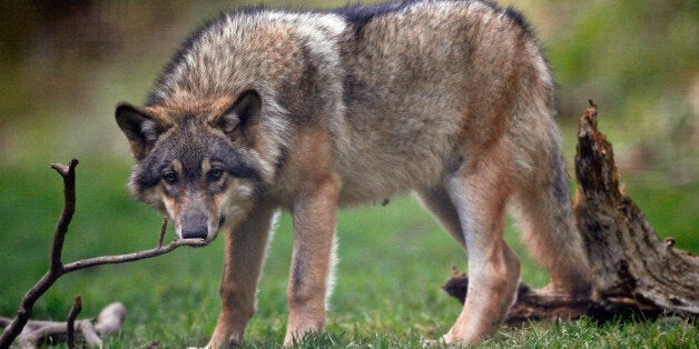 A captive wolf is seen in the Alpha wolf wildlife park in Saint Martin Vesubie, October 17, 2006. Carter Niemeyer, a world-known U.S trapper and wolves specialist, will try to trap from one to three wild wolves and will use a transmitting device to learn about the movement of the wolves in Mercantour regional park where attacks of free wolves have killed several sheep in southeastern France each year. REUTERS/Eric Gaillard (FRANCE)