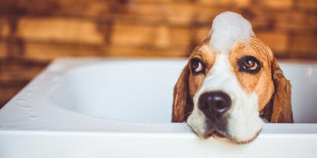 Beagle dog covered in foam trying to escape the bathtub, while having a bath