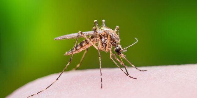 Mosquito Bite Macro Photo