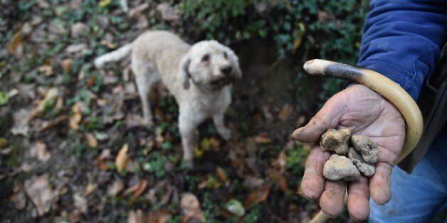 Giovanni Sacchetto and his dog Dora search for truffles in the countryside of Alba on October 16, 2016. / AFP / GIUSEPPE CACACE (Photo credit should read GIUSEPPE CACACE/AFP/Getty Images)