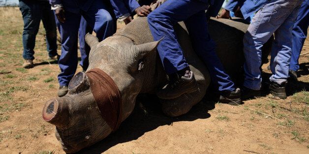 UNSPECIFIED, SOUTH AFRICA - OCTOBER 16: A sedated and blindfolded black rhino is held in place after having it's horn trimmed, at the ranch of rhino breeder John Hume, on October 16, 2017 in the North West Province of South Africa. John Hume is currently the owner of around 1500 white and black rhinos, which he keeps under armed guard on his 8000 hectare property. In a bid to prevent poaching and conserve the different species of rhino, the horns of the animals are regularly trimmed, with 264 of the off-cuts recently being placed on sale at auction. The controversial decision to sell the horns was made on the basis that the illegal market creates an inflated value, while a controlled system would lower the prices and the need to poach. Mr Hume believes that the only way to ensure that the rhino does not become extinct is through farming the animals on a large scale and legalising the sale of rhino horn globally. (Photo by Leon Neal/Getty Images)