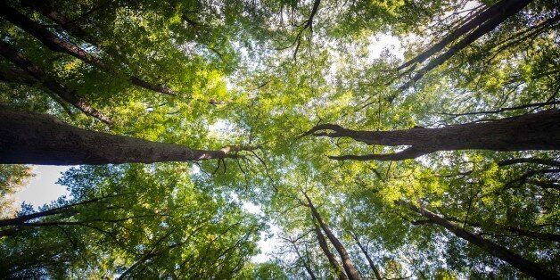 GOERLITZ, GERMANY - SEPTEMBER 22: A deciduous forest is pictured on September 22, 2017 in Goerlitz, Germany. (Photo by Florian Gaertner/Photothek via Getty Images)