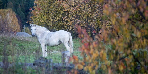 OMSK REGION, RUSSIA - SEPTEMBER 22, 2017: A horse in the village of Unara, Sedelnikovo District. Dmitry Feoktistov/TASS (Photo by Dmitry Feoktistov\TASS via Getty Images)