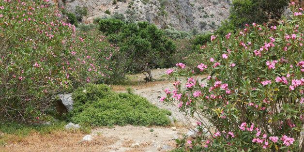 Blooming oleanders in Greece - Agiofarago canyon in Crete island.