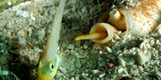 Cone snail (Conus striatus), hunting Blueband goby (Valenciennea strigata). Great Barrier Reef, Queensland, Australia. (Photo by Auscape/UIG via Getty Images)