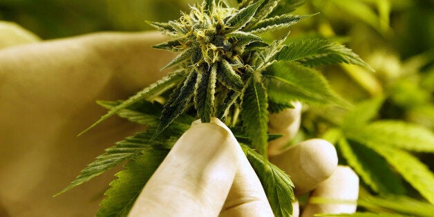 Marijuana plants are seen in an indoor marijuana plantation of a marijuana smokers club on the outskirts of Montevideo, Uruguay July 16, 2017. Picture taken July 16, 2017. REUTERS/Andres Stapff