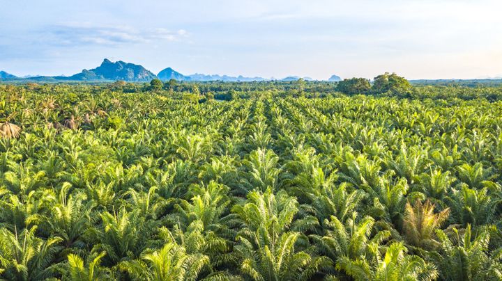 Oil palm tree plantation