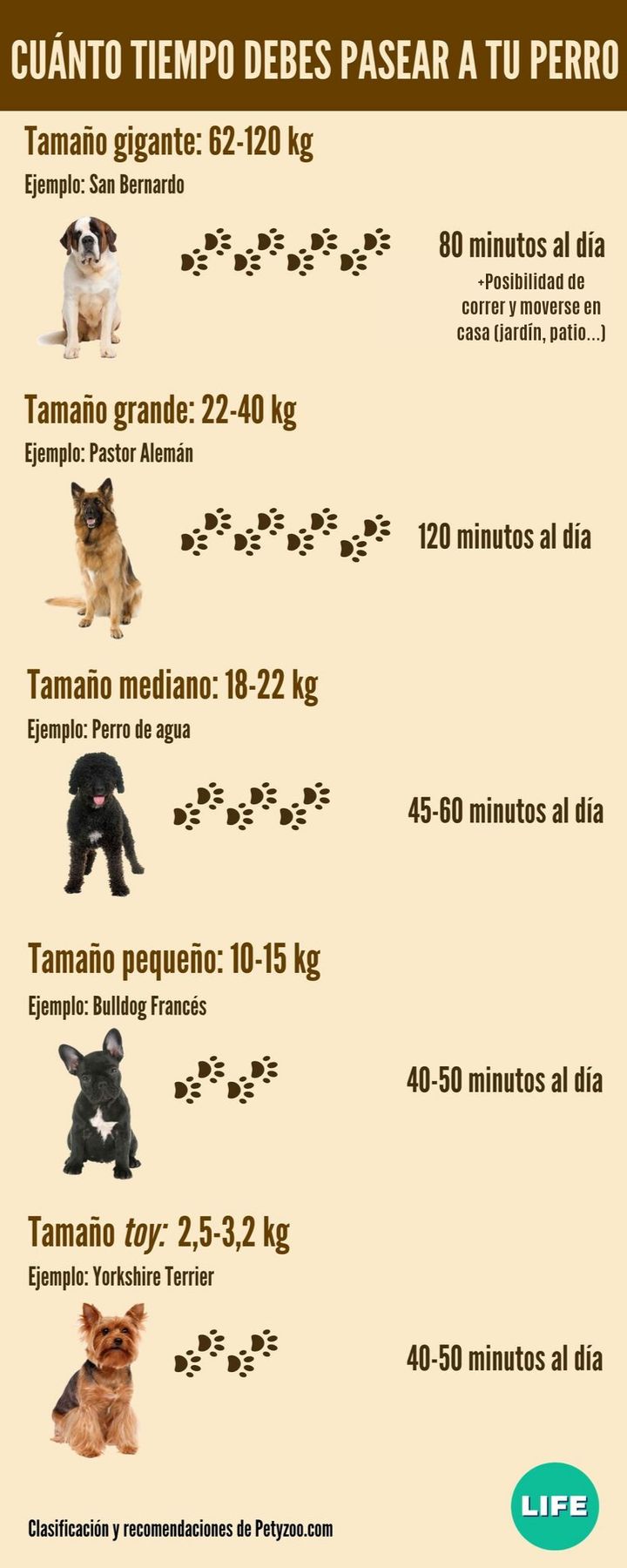 ¿Cuánto debe correr un perro por día