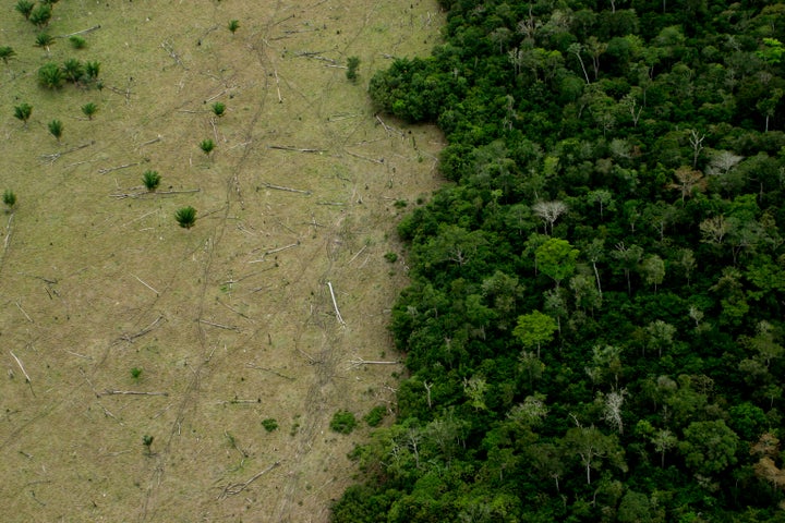 Huge areas of the Amazon are deforested for cattle, timber and other industries.