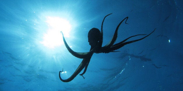 Octopus in back light. Shot captured in the wild.