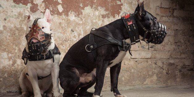 Two thoroughbred dogs: black american pit bull and white bull terier in muzzles seatting over scraped wall background
