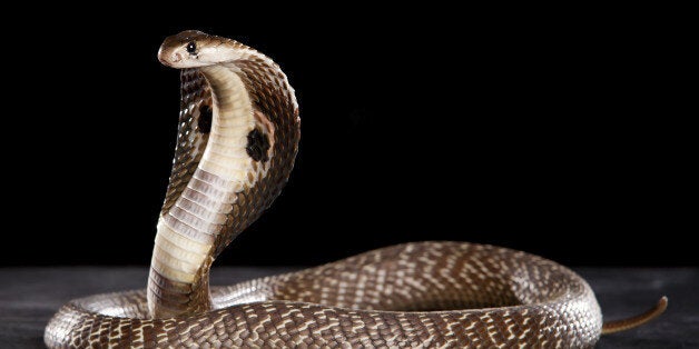 Deadly Cobra on table.. What a beauty