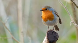 3 milliards d’oiseaux ont disparu aux États-Unis en 45 ans et le coupable est tout
