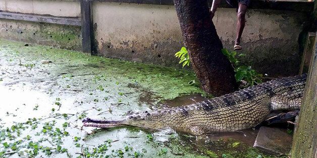 A 36-year-old female Gharial crocodile is released in the zoo of Bangladesh's northeastern city of Rajshahi o August 13, 2017.Bangladeshi conservationists introduced two rare river-dwelling crocodiles to potential mates Sunday in a last-ditch attempt to save the critically-endangered species from extinction. A 36-year-old female gharial -- a fish-eating crocodile once native to rivers across the Indian subcontinent -- was brought from a zoo in northeast Bangladesh to the capital Dhaka, where it is hoped she will mate with an older male to repopulate the species. / AFP PHOTO / - (Photo credit should read -/AFP/Getty Images)