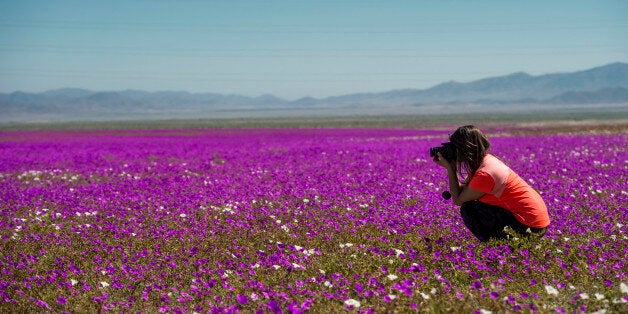 A visitor takes snapshots of the bloom on the Atacama desert, at the Huasco region some 600 km north of Santiago, on August 26, 2017.In years of very heavy seasonal rains a natural phenomenon known as the Desert in Bloom occurs, making the seeds of some 200 desert plants to germinate suddenly some two months after the precipitations. / AFP PHOTO / Martin BERNETTI (Photo credit should read MARTIN BERNETTI/AFP/Getty Images)