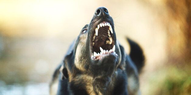 Angry young German shepherd barks and growls in defense