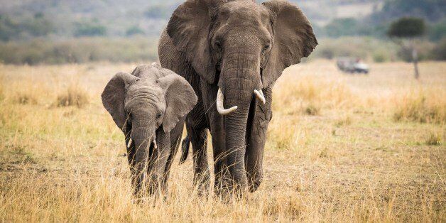 NAIROBI, Aug. 30, 2017 -- Two elephants walk at the Maasai Mara National Reserve, Kenya, Aug. 28, 2017. (Xinhua/Lyu Shuai via Getty Images)