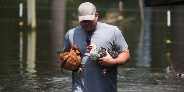 Sam Dougharty saves some of chickens after Tropical Storm Harvey in Orange, Texas, U.S., September 1, 2017. REUTERS/Carlo Allegri