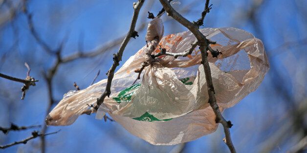 CAMBRIDGE, MA - MARCH 3: A bag is stuck in a tree on Putnam Avenue in Cambridge, Mass., on March 3, 2016. Cambridge is thinking of banning plastic bags because they end up in trees or all over the place. (Photo by David L. Ryan/The Boston Globe via Getty Images)