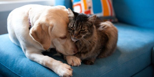 Yellow Labrador retriever and Maine coon cat cuddling together on a blue couch.