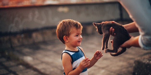 Little boy is meeting his new pet, little grey cat that is in mother's hands