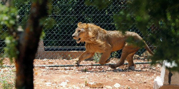A lion, one of thirteen animals transported from a zoo in the Syrian city of Aleppo, is seen at Al Ma'wa wildlife reserve in the city of Jerash, near Amman, Jordan, August 11, 2017. REUTERS/Muhammad Hamed