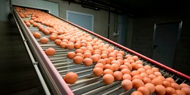 A picture taken at a chicken farm in Merksplas, on August 8, 2017 shows eggs rolling on an assembly line. Millions of eggs have been pulled from shops in Belgium, the Netherlands and Germany as fipronil was detected in samples. Insecticide fipronil is used to destroy lice and ticks, but it's forbidden for use with animals intended for human consumption. / AFP PHOTO / Belga / KRISTOF VAN ACCOM / Belgium OUT (Photo credit should read KRISTOF VAN ACCOM/AFP/Getty Images)