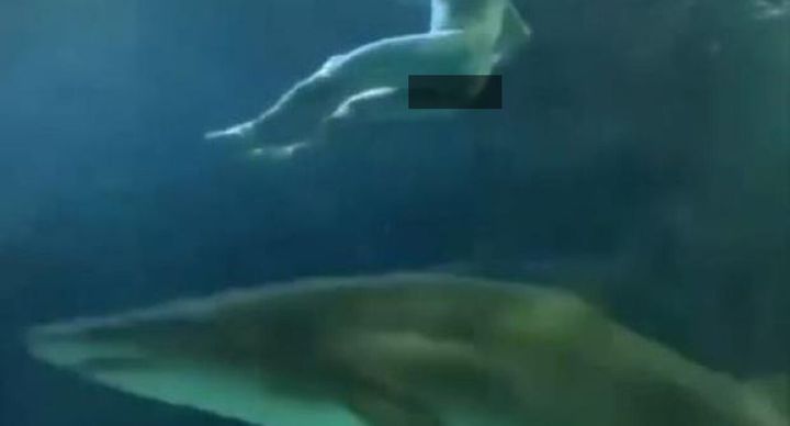 Naked man jumps into Torontos Ripleys Aquarium shark 