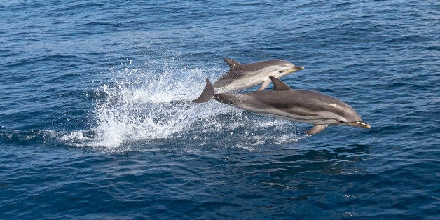 A pair of wild Stenella coruleoalba (common striped dolphin) jumping out of water in front of the coast of Vilanova i la Geltru, Barcelona, Spain.