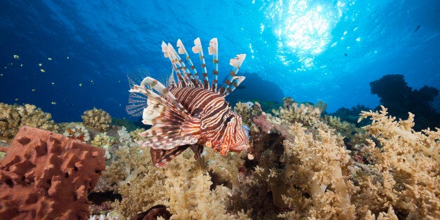 (GERMANY OUT) Lionfish over Coral Reef, Pterois miles, Shaab Maksur, Red Sea, Egypt (Photo by Reinhard Dirscherl/ullstein bild via Getty Images)