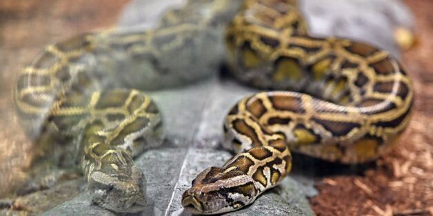 A reticulated python is seen in its enclosure at the Singapore Zoo's new Reptopia exhibit during a media preview on May 24, 2017.Singapore zoo will launch its new Reptopia exhibit this June school holiday. / AFP PHOTO / ROSLAN RAHMAN (Photo credit should read ROSLAN RAHMAN/AFP/Getty Images)