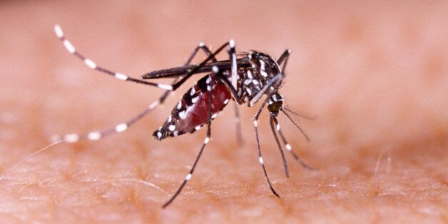 Dengue, zika, chikungunya and Mayaro fever mosquito (aedes aegypti) on human skin