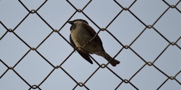 sparrow over barbed wire at Refugee Camp