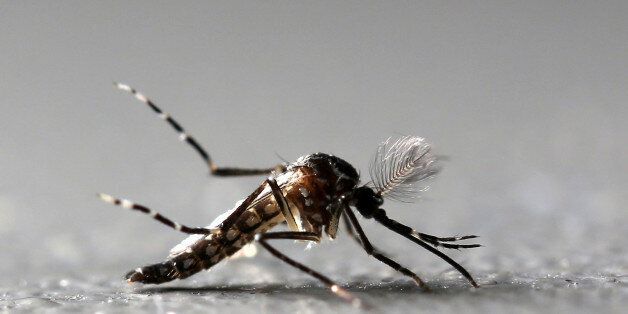 Genetically modified male Aedes aegypti mosquitoes are pictured at Oxitec factory in Piracicaba, Brazil, October 26, 2016. REUTERS/Paulo Whitaker TPX IMAGES OF THE DAY