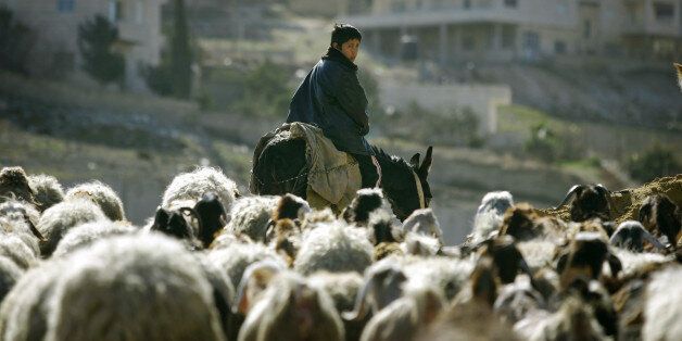 A Palestinian boy rides a donkey as he herds sheep in Al Zaeim, on the edge of Jerusalem, January 26, 2006. The Islamic militant group Hamas swept to victory over the long-dominant Fatah faction on Thursday in the Palestinian parliamentary election, a political earthquake that could bury chances for peacemaking with Israel. REUTERS/Stoyan Nenov