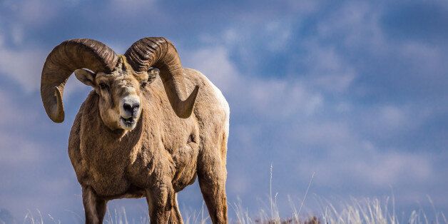 Wild Big Horn Sheep photographed in Waterton National Park in Southern Alberta