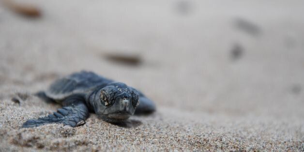A baby sea turtle heads to the sea, on October 3, 2016 in Saint-Aygulf beach, near Cannes southern France.As a rare phenomenon, a specimen of 'Caretta carettta' or loggerhead sea turtle laid her eggs on Saint-Aygulf beach in July and the eggs are carefully watched since then. / AFP / Yann COATSALIOU (Photo credit should read YANN COATSALIOU/AFP/Getty Images)