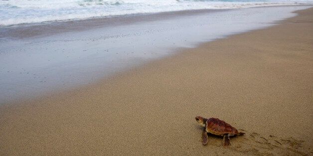 A caretta caretta turtle makes its way to the sea in Cofete, south of the Spanish Canary island of Fuerteventura, October 28, 2007. A project to help conserve the turtles aims to reintroduce the species which disappeared from the Canary Islands 300 years ago. Picture taken October 28, 2007. REUTERS/Juan Medina (SPAIN)