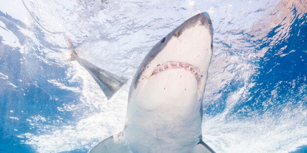 ENSENADA, MEXICO - SEPTEMBER 15: Great White Sharks seasonally gather off the coast of Guadalupe Island; divers dive inside cages off the boat Nautilus Explorer in order to safely swim with the sharks on September 15, 2016, 150 miles off the coast of Mexico. (Photo by Dave J Hogan/Dave J Hogan/Getty Images)